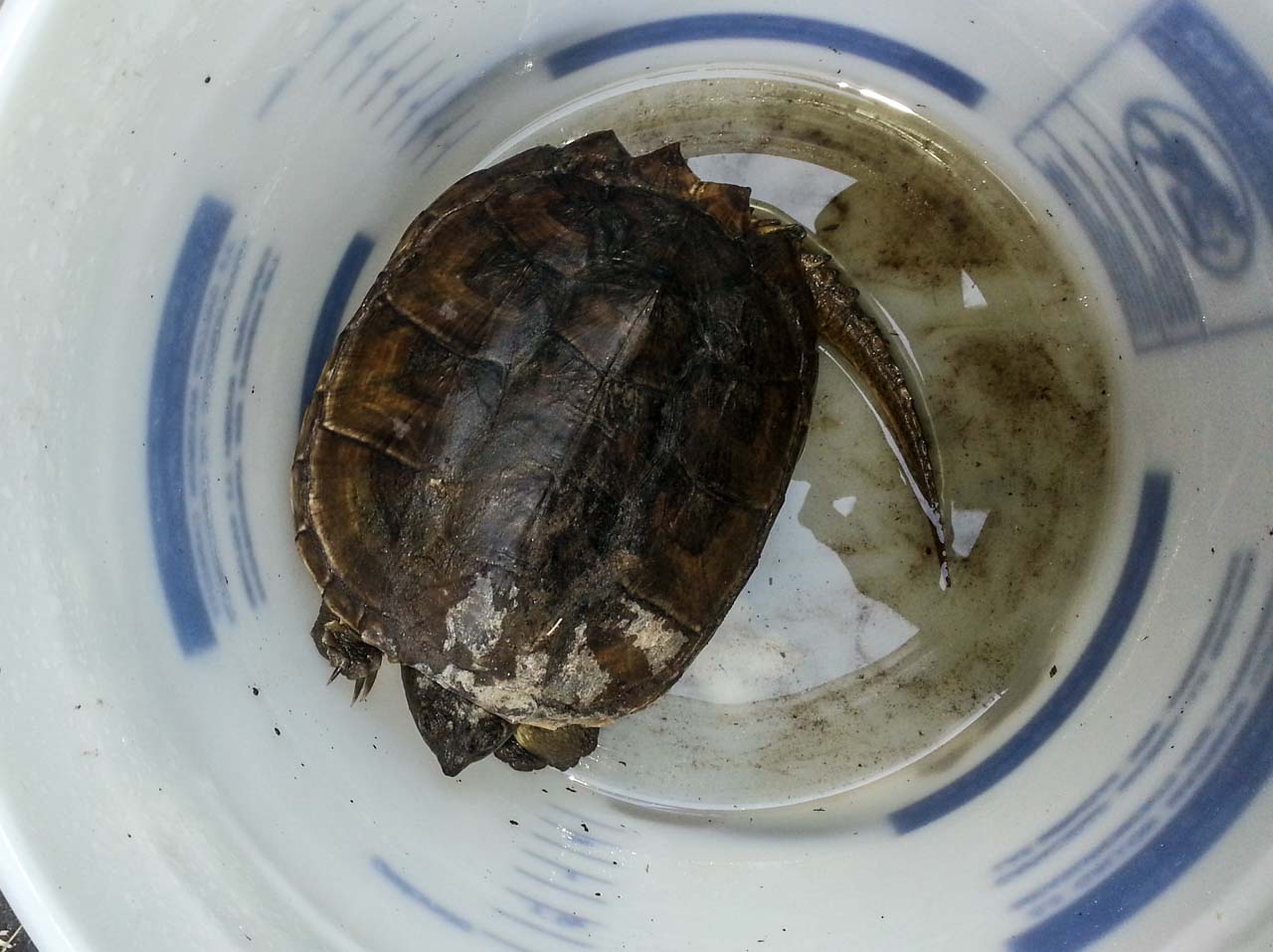 Snapping turtle in a bucket after being trapped in safe turtle trap. It is on its way to relocation into a larger pond